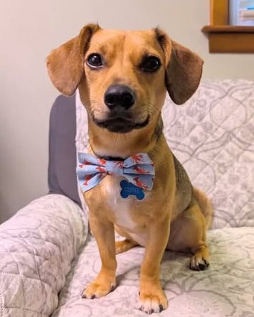 A tan dachshund mix sitting on a couch, wearing a light blue Muddy Paw bow tie on its collar